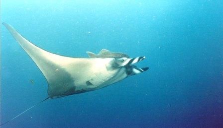 Manta Gigante I. Isabel