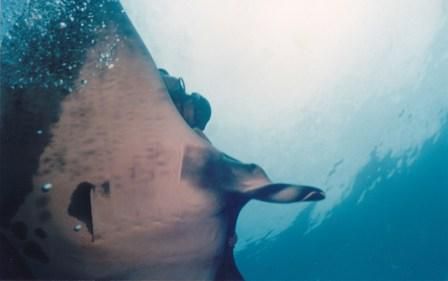 MANTA EN LA CORBETEÑA