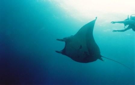 MANTAS GIGANTES